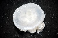 倒立水母(仙后水母)藏品圖，第1張