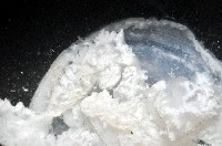 倒立水母(仙后水母)藏品圖，第2張