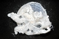 倒立水母(仙后水母)藏品圖，第3張