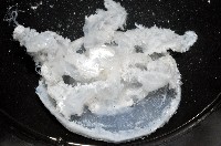 倒立水母(仙后水母)藏品圖，第6張