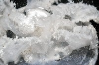 倒立水母(仙后水母)藏品圖，第7張