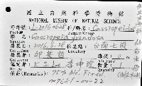 倒立水母(仙后水母)藏品圖，第8張