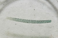 新種昆陽地蜈蚣藏品圖，第2張