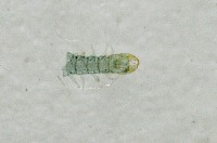 新種昆陽地蜈蚣藏品圖，第3張