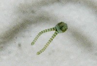 新種昆陽地蜈蚣藏品圖，第4張