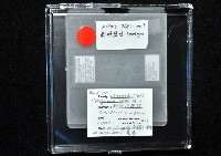 新種昆陽地蜈蚣藏品圖，第5張