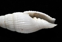 玉麟蛹筆螺藏品圖，第2張