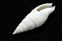 玉麟蛹筆螺藏品圖，第9張