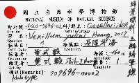 玉麟蛹筆螺藏品圖，第11張