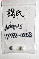 楊氏蛹筆螺藏品圖，第8張