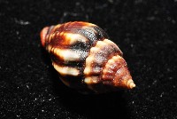 毛球蛹筆螺藏品圖，第7張