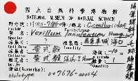 毛球蛹筆螺藏品圖，第11張