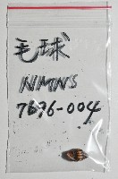 毛球蛹筆螺藏品圖，第12張