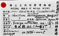 阡陌蛹筆螺藏品圖，第7張