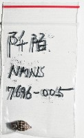阡陌蛹筆螺藏品圖，第8張