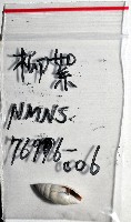柳絮蛹筆螺藏品圖，第12張