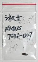 淑女蛹筆螺藏品圖，第8張