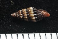 鏡花蛹筆螺藏品圖，第4張