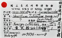 鏡花蛹筆螺藏品圖，第7張