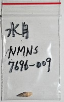 水月蛹筆螺藏品圖，第12張