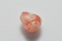 夏伊拉蠑螺藏品圖，第5張