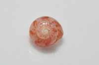 夏伊拉蠑螺藏品圖，第6張