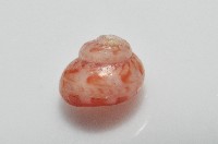 夏伊拉蠑螺藏品圖，第7張