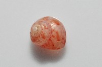 夏伊拉蠑螺藏品圖，第8張