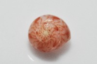 夏伊拉蠑螺藏品圖，第5張
