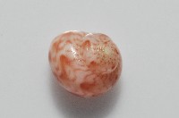 夏伊拉蠑螺藏品圖，第6張