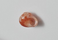 夏伊拉蠑螺藏品圖，第8張