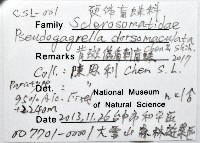 背斑偽盾刺盲蛛藏品圖，第14張