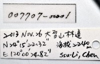 背斑偽盾刺盲蛛藏品圖，第15張