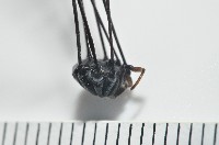 黑背偽盾刺盲蛛藏品圖，第2張