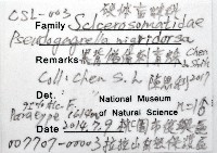 黑背偽盾刺盲蛛藏品圖，第14張
