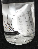 黑背偽盾刺盲蛛藏品圖，第16張