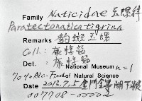 豹斑玉螺藏品圖，第8張