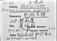豹斑玉螺藏品圖，第8張
