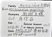 豹斑玉螺藏品圖，第8張