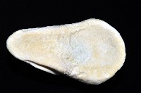未知種扁玉螺藏品圖，第3張