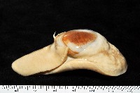 未知種扁玉螺藏品圖，第4張