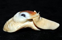 未知種扁玉螺藏品圖，第6張