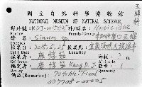 未知種扁玉螺藏品圖，第8張