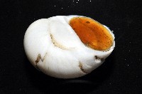未知種無臍玉螺 1藏品圖，第3張