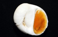 未知種無臍玉螺 1藏品圖，第4張