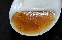 未知種無臍玉螺 1藏品圖，第9張