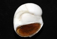 未知種無臍玉螺 1藏品圖，第3張