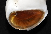 未知種無臍玉螺 1藏品圖，第4張