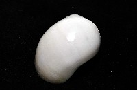 臍孔白玉螺藏品圖，第3張