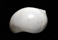臍孔白玉螺藏品圖，第4張